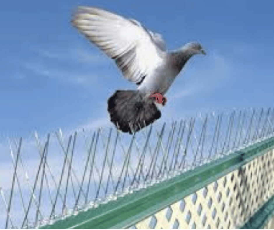 شركة تركيب شبك طارد الحمام في عجمان