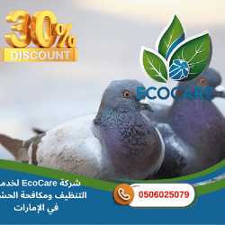 شركة مكافحة الحمام في أم القيوين