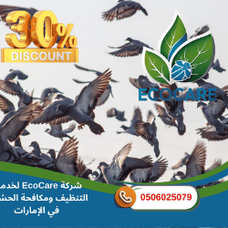 شركة مكافحة الحمام في عجمان