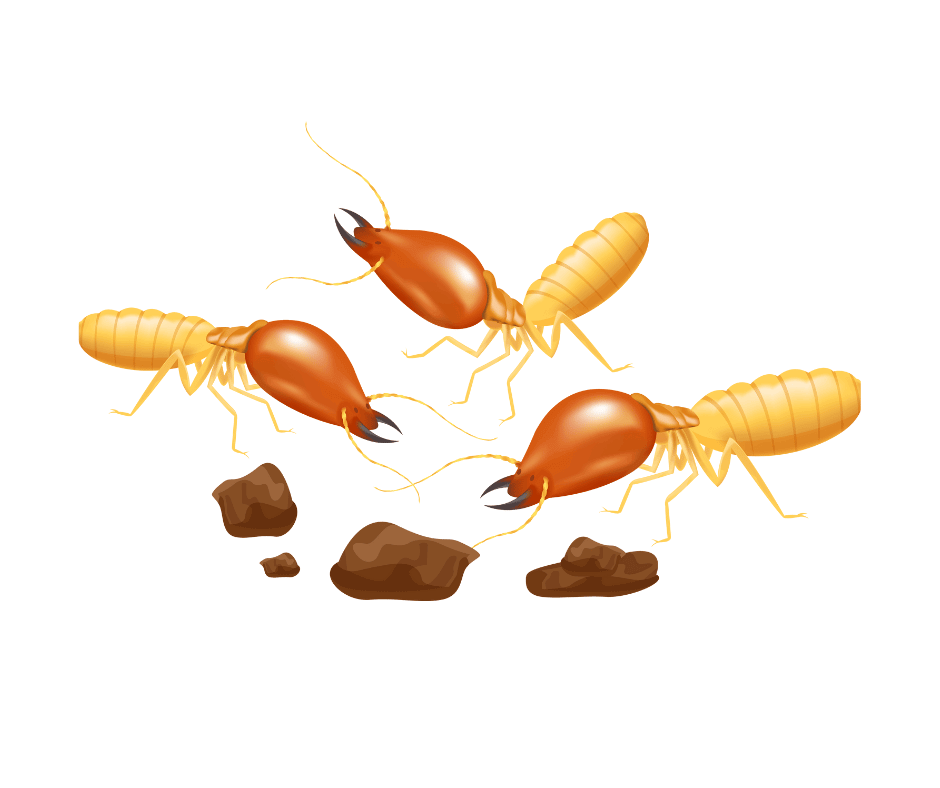 شركة مكافحة الرمة في الشارقة