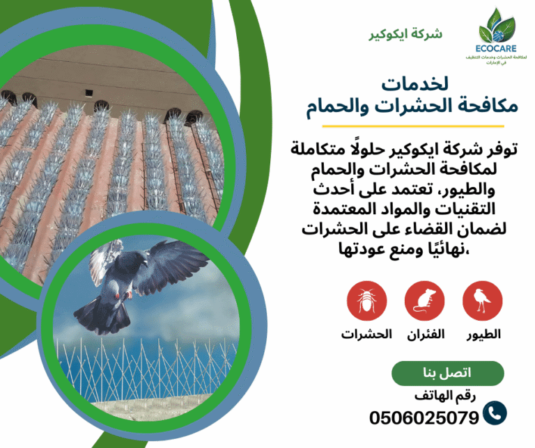 شركة مكافحة الحمام في عجمان